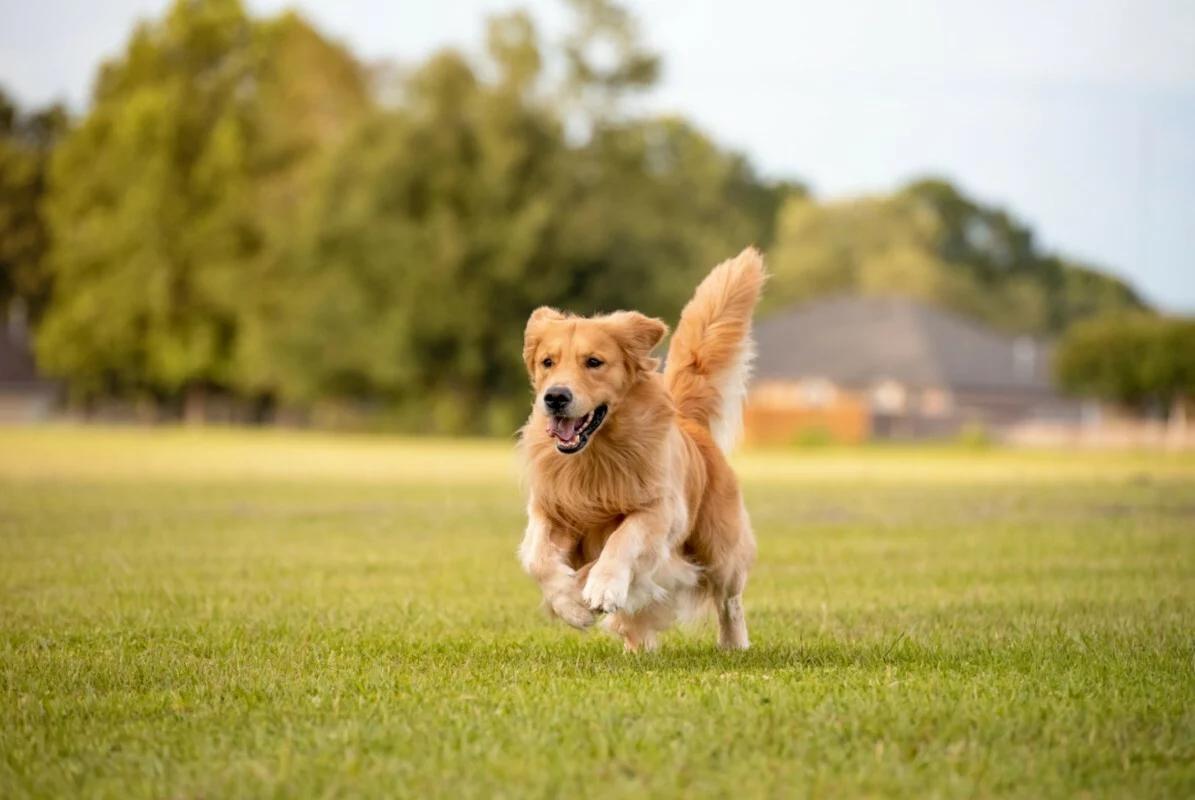 Golden retriever running through a field.