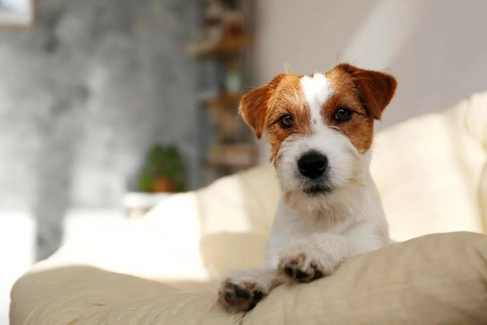 A cute dog in an apartment