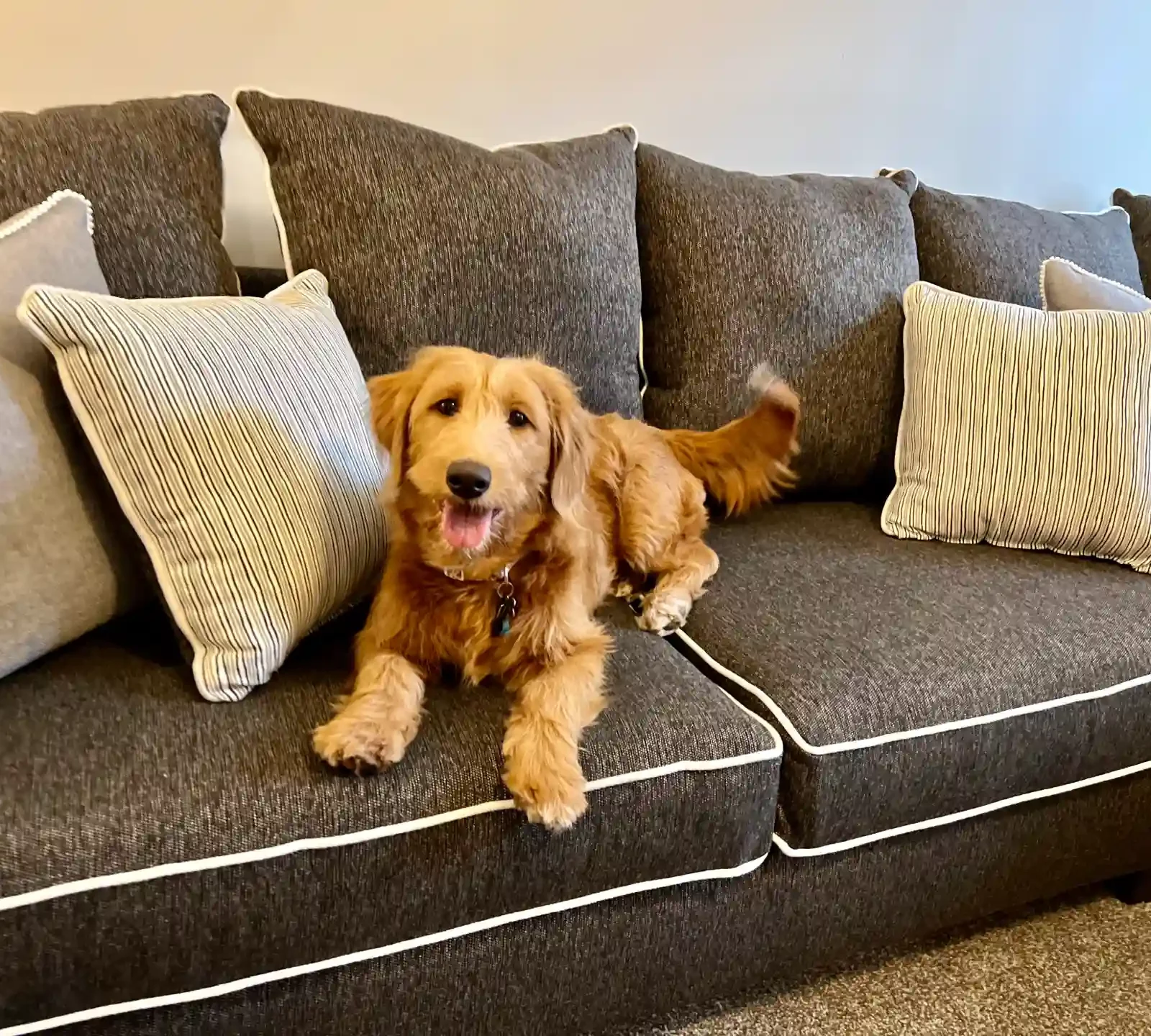 Pet friendly apartments. Dog on couch.