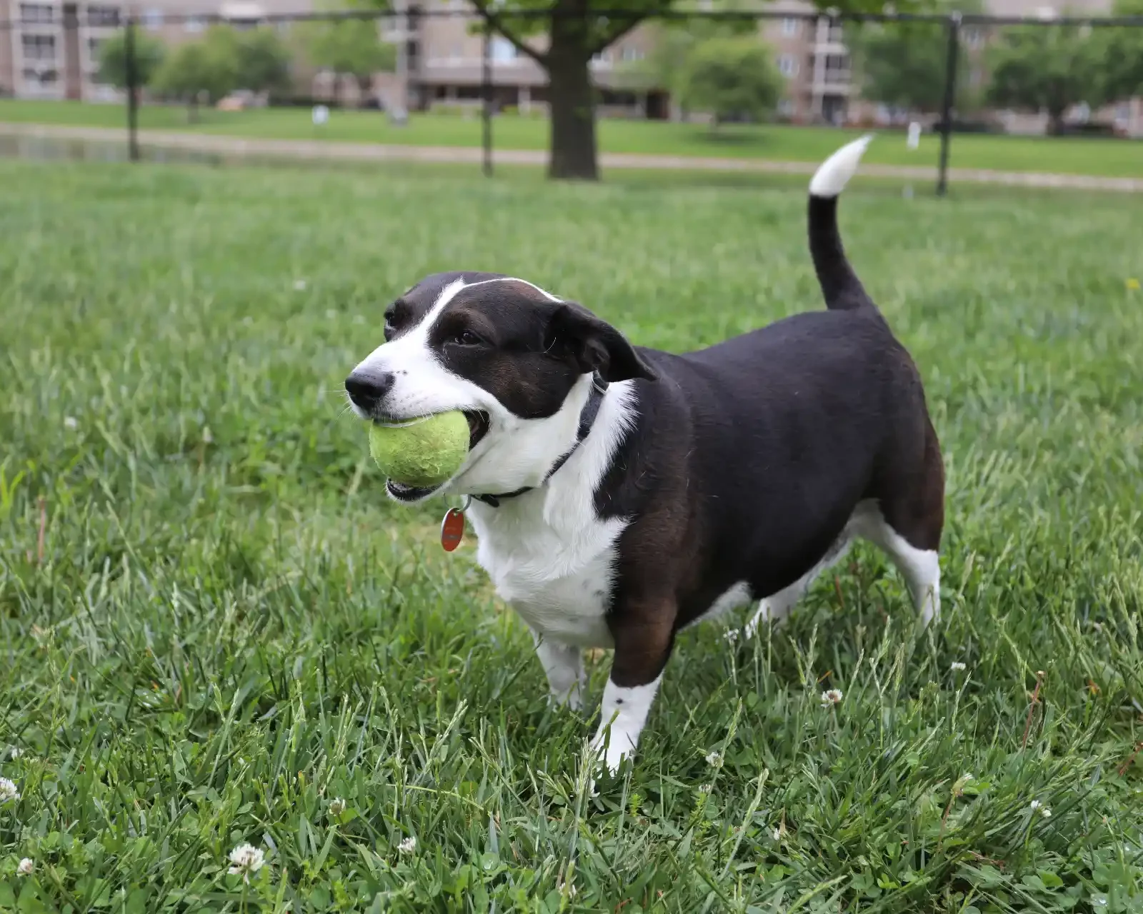 pet friendly apartments with dog park. dog in grass with ball in mouth