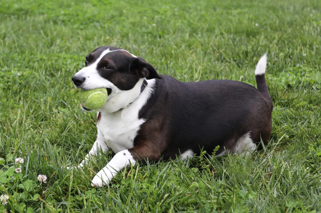 dog playing with ball outside