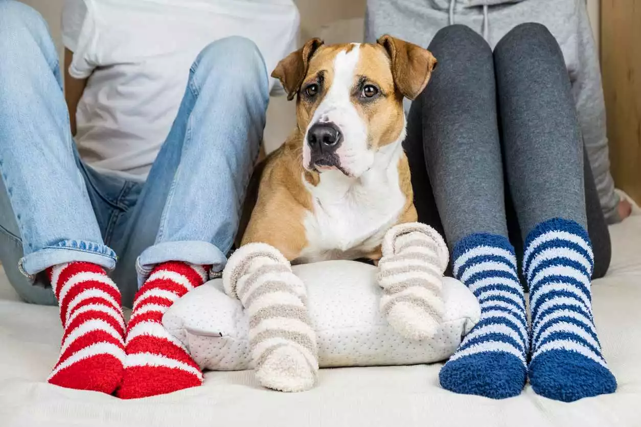 A person gets cozy while wearing fuzzy socks next to a dog snuggled under a blanket.