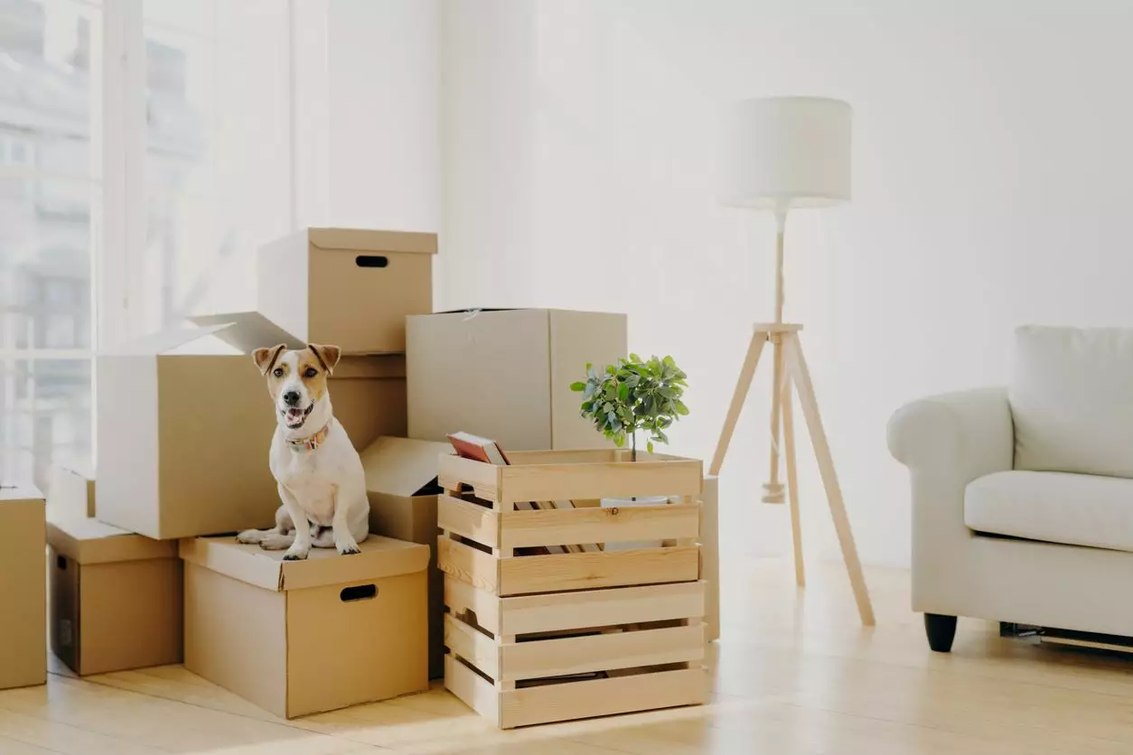 A puppy sits on boxes as his owner moves into a pet-friendly apartment.