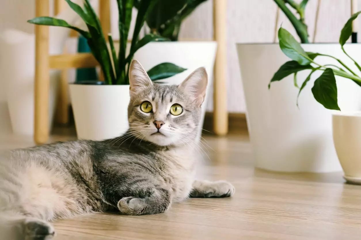A gray kitten plays with an exposed wire left out when cat-proofing an apartment.