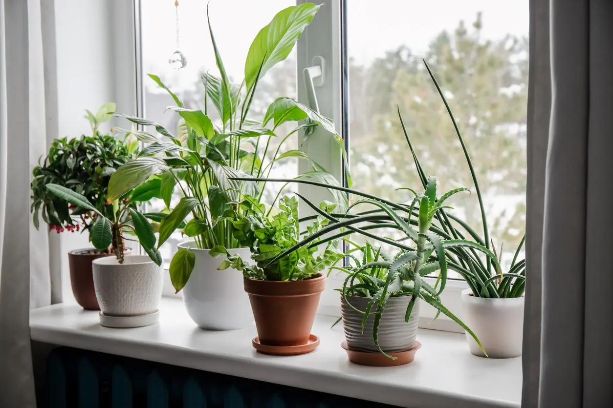 indoor plant light bulb GE Grow LED Light Bulb, A19 Indoor Plant Light for Seeds and Greens 16 PPF  - Edwardsville, IL - Alton, IL - Breese, IL