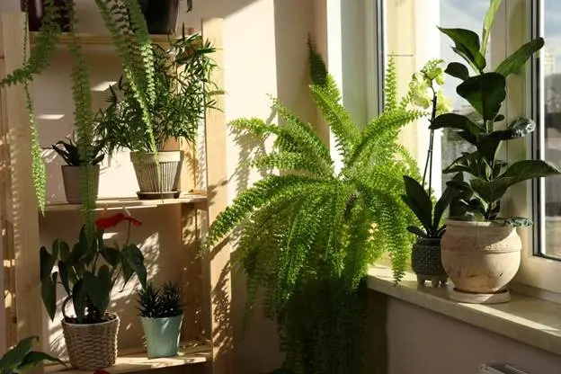 A variety of lush houseplants sit beside a large window in the sunlight.