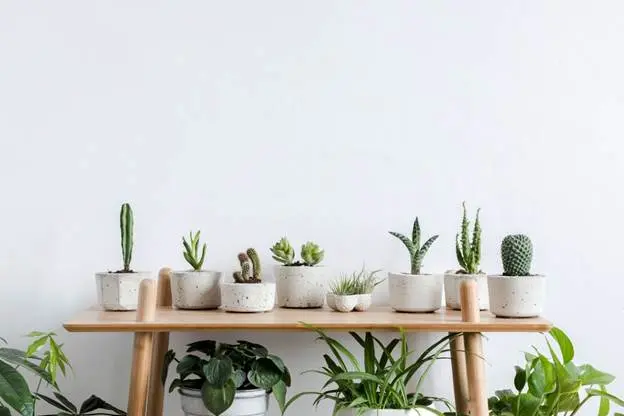 A row of cacti in concrete pots sit on a wooden table with houseplants below and a white wall behind.