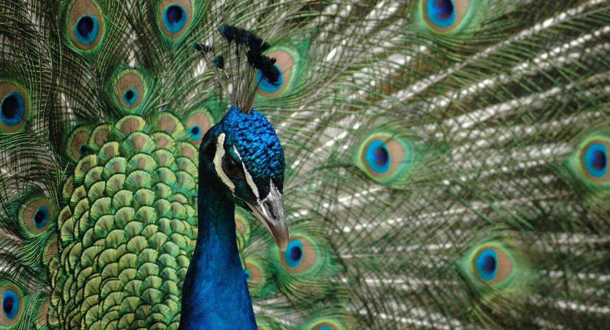 Brightly colored peacock with bright green plumage with blue accents at the Cincinnati Zoo.