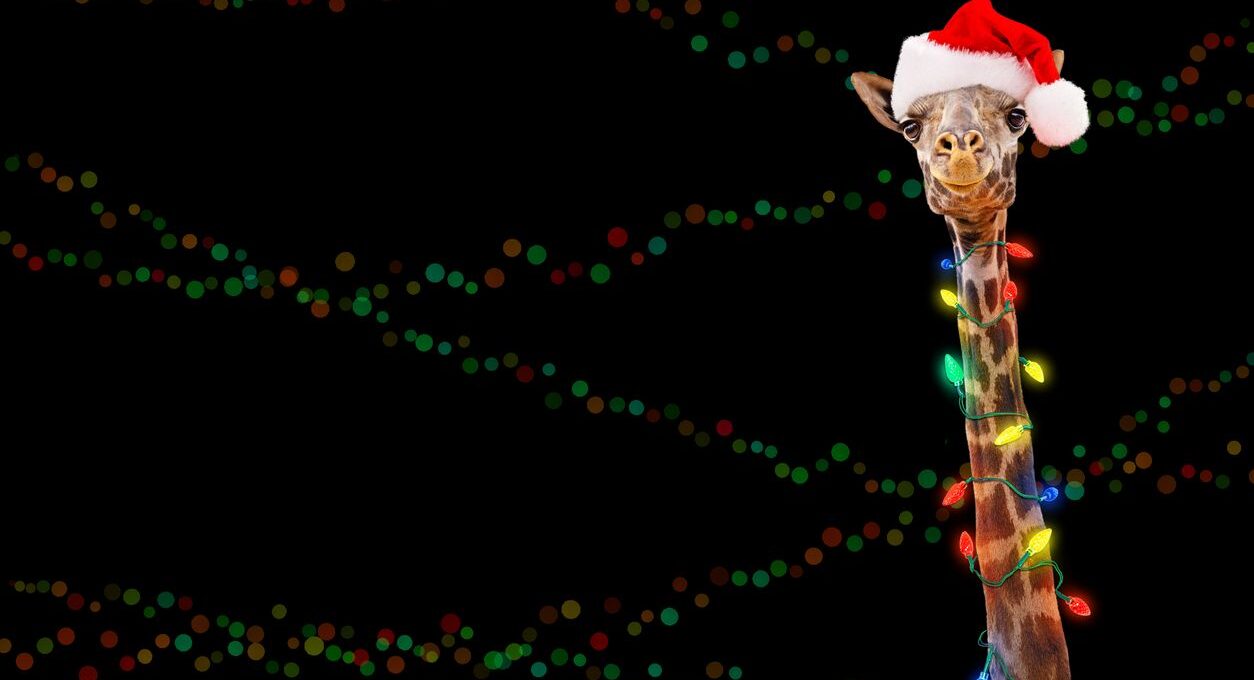 A giraffe with lights and a santa hat