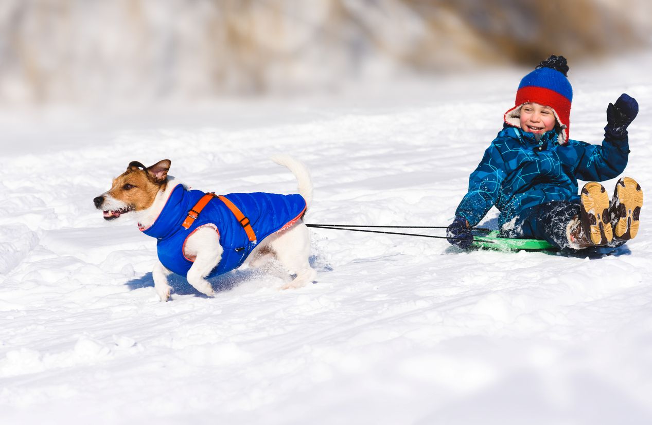 A gleeful child in winter clothes on a sled is pulled forward by a dog in a blue dog jacket in the snow.