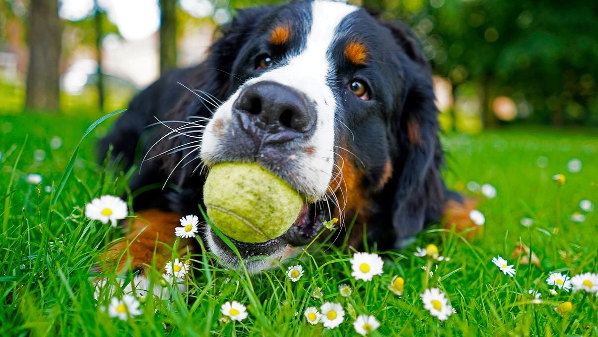 A 10-month-old puppy playfully sits with a tennis ball in its mouth.